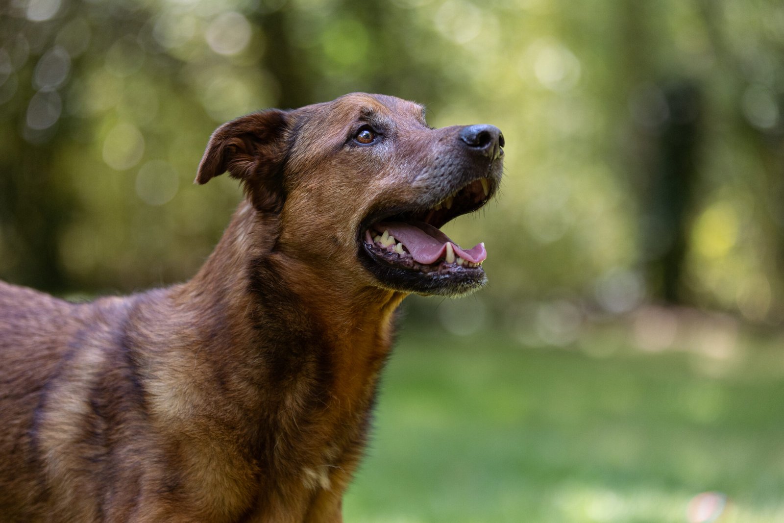 Animaux Mme Boursicaud (19)