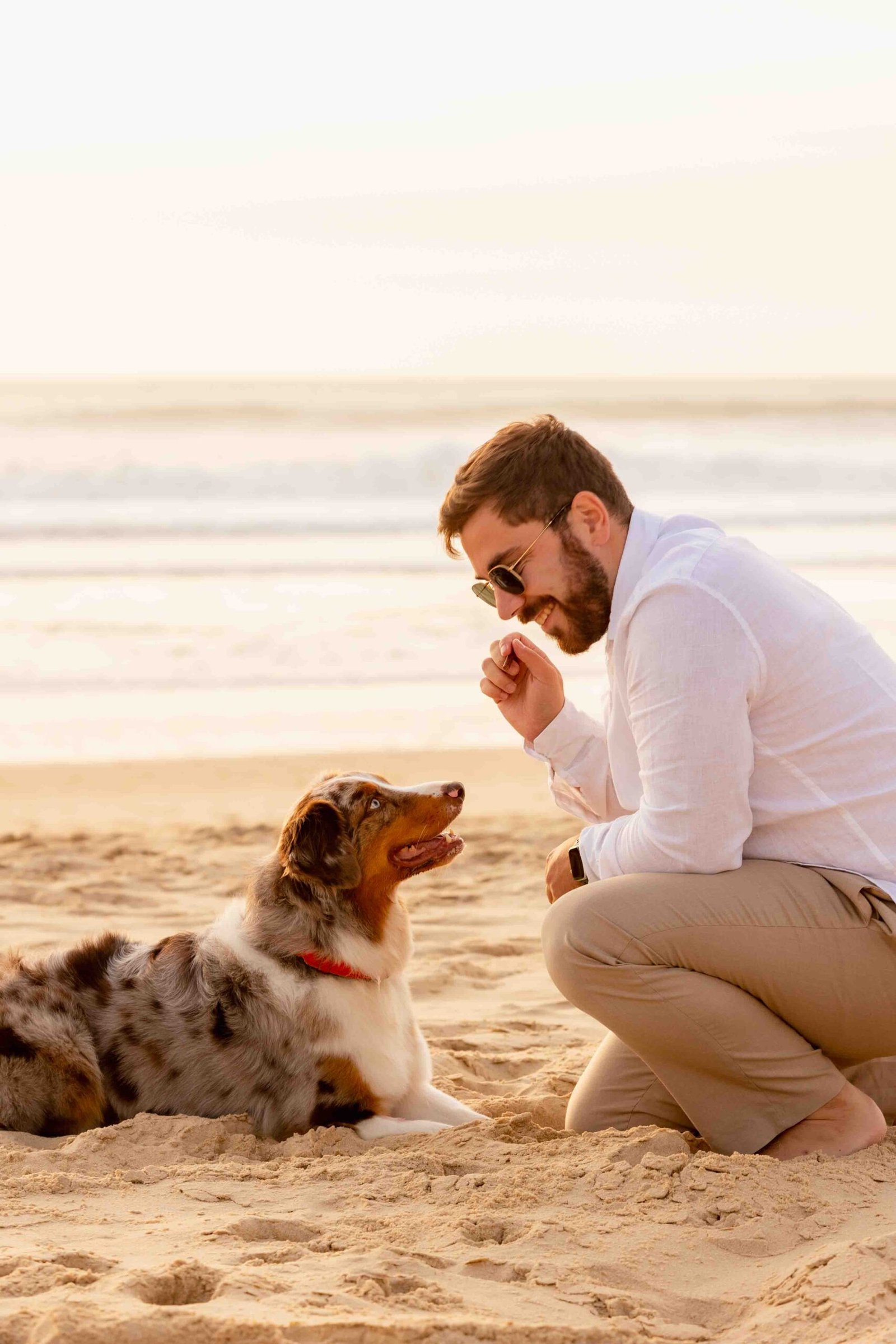 shooting photos animaux de compagnie