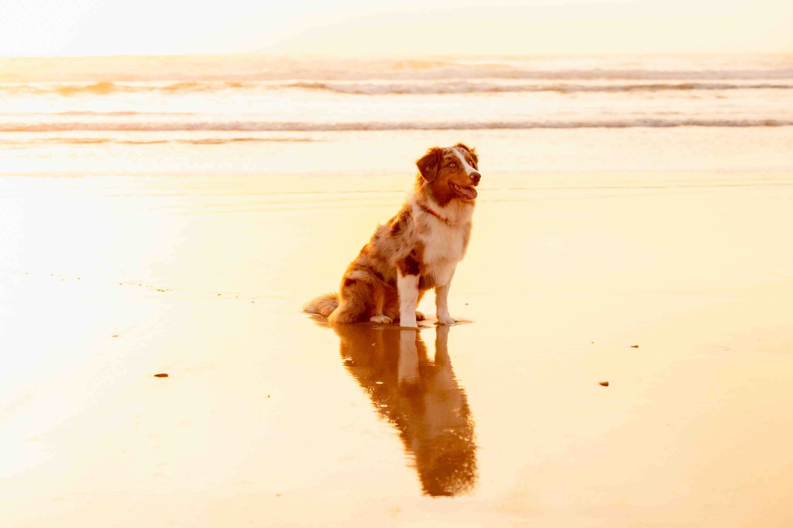 Shooting portrait chien plage Cap Ferret