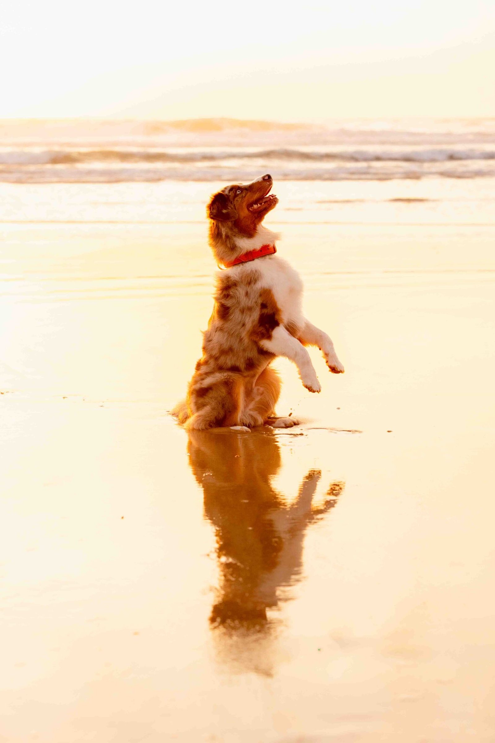 shooting chien animaux de compagnie Bordeaux Bassin d'Arcachon