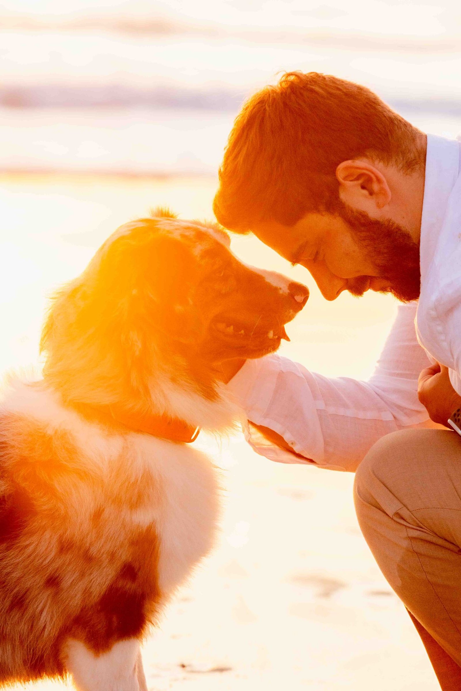 Shooting coucher de soleil plage Bassin d'Arcachon chien